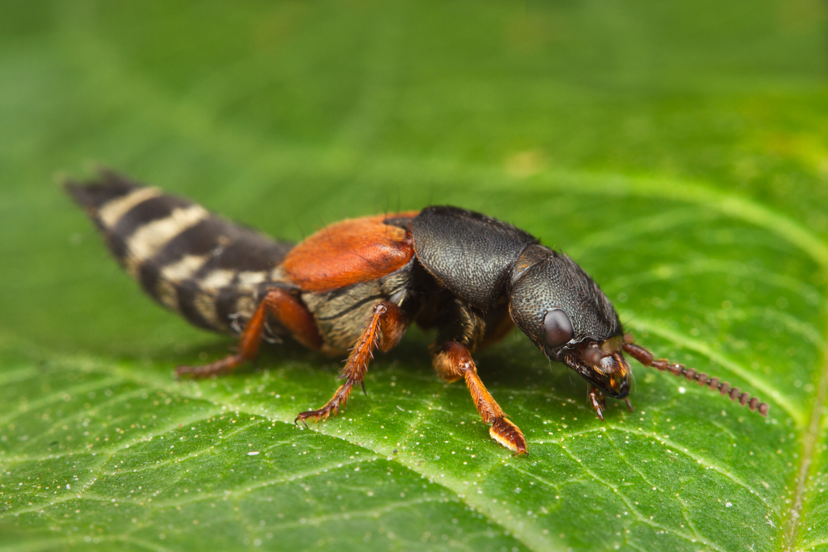Rove Beetle - Platydracus stercorarius 2